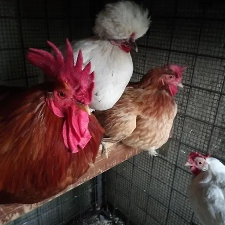 Tra Grilli E Cicale デルータ