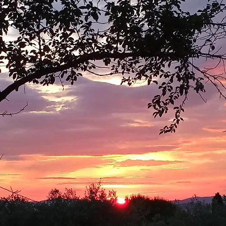 Tra Grilli E Cicale デルータ