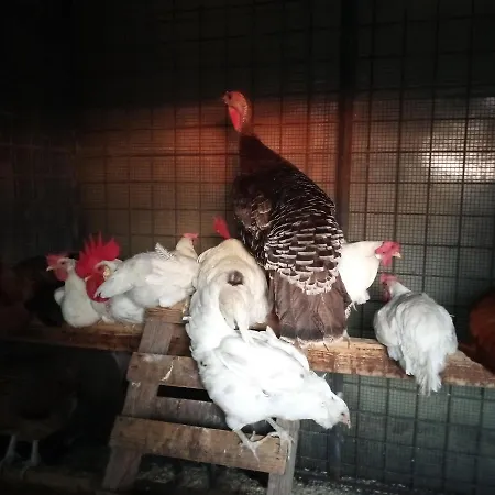 Tra Grilli E Cicale デルータ