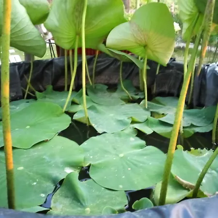 Maison d'hôtes Tra Grilli E Cicale 3*