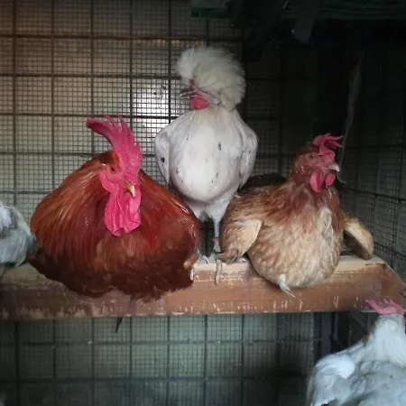 Tra Grilli E Cicale Maison d'hôtes Deruta