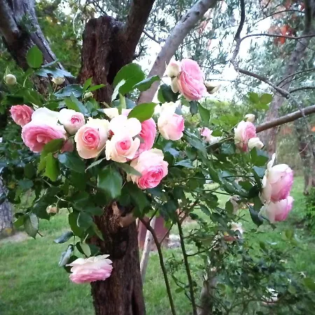 Tra Grilli E Cicale 3* デルータ