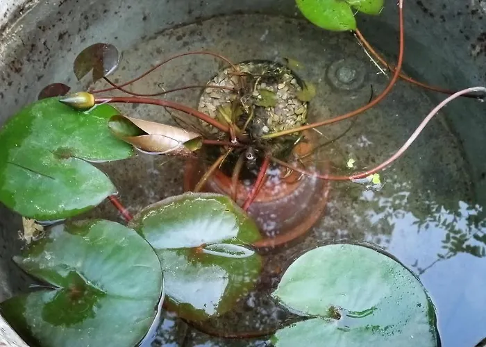 Tra Grilli E Cicale Deruta