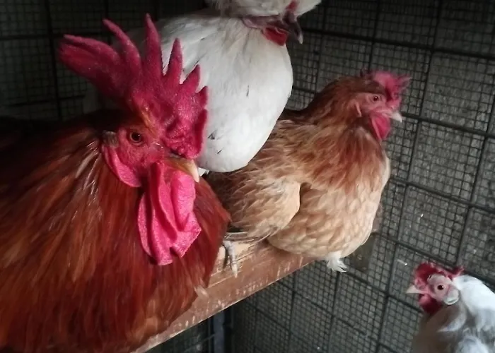 Tra Grilli E Cicale Deruta