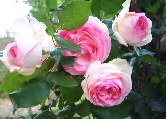 Tra Grilli E Cicale Guest house Deruta