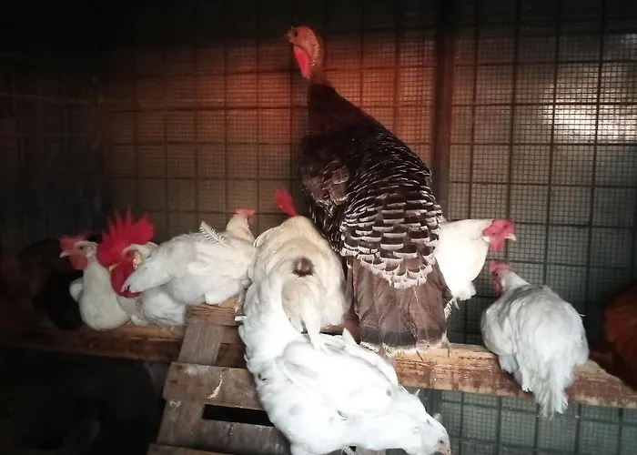 Tra Grilli E Cicale Deruta