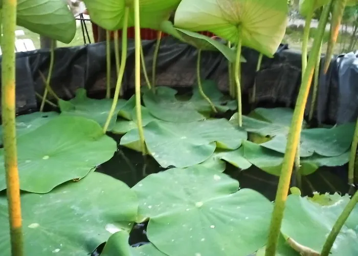 Affittacamere Tra Grilli E Cicale 3*