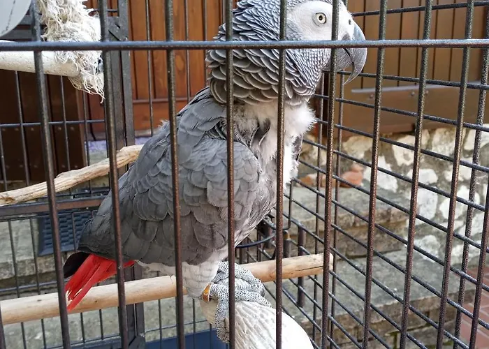 Tra Grilli E Cicale Deruta