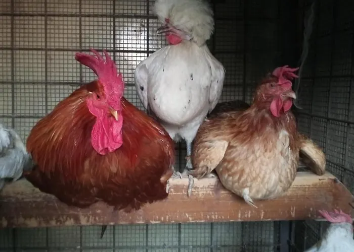 Tra Grilli E Cicale Affittacamere Deruta