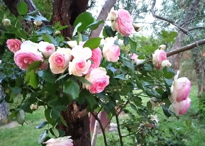 Tra Grilli E Cicale 3* Deruta